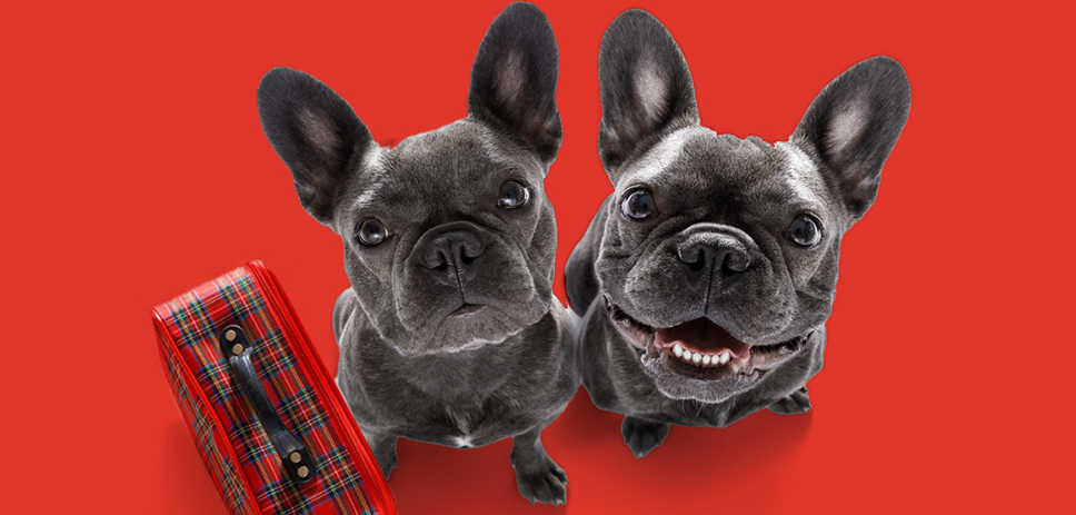 Dogs ready for boarding DI Studio composite photos iStock