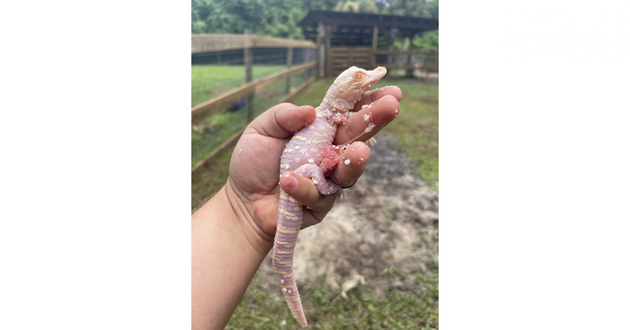 Wild Florida Baby Alligator scaled