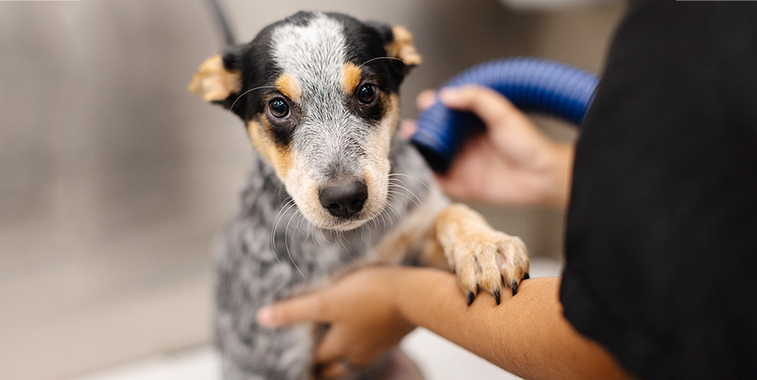 dog getting blow dry