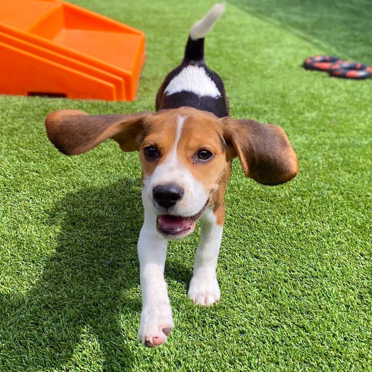Central Bark Puppy