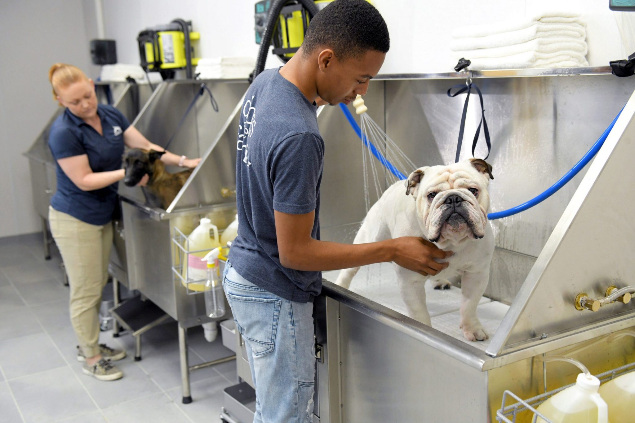 Scenthound dog cleaning scaled