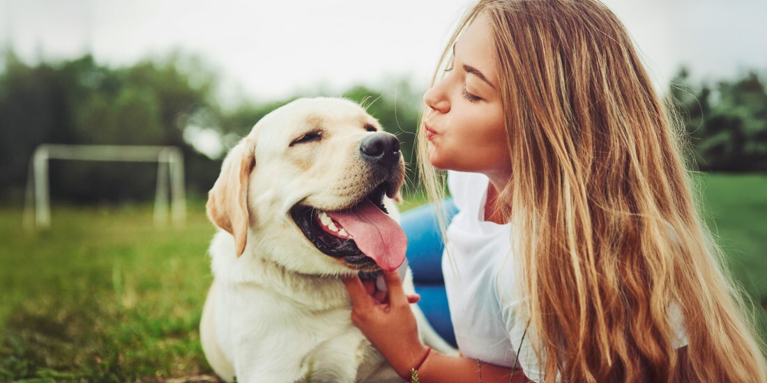 Sparkle Grooming Corp dog